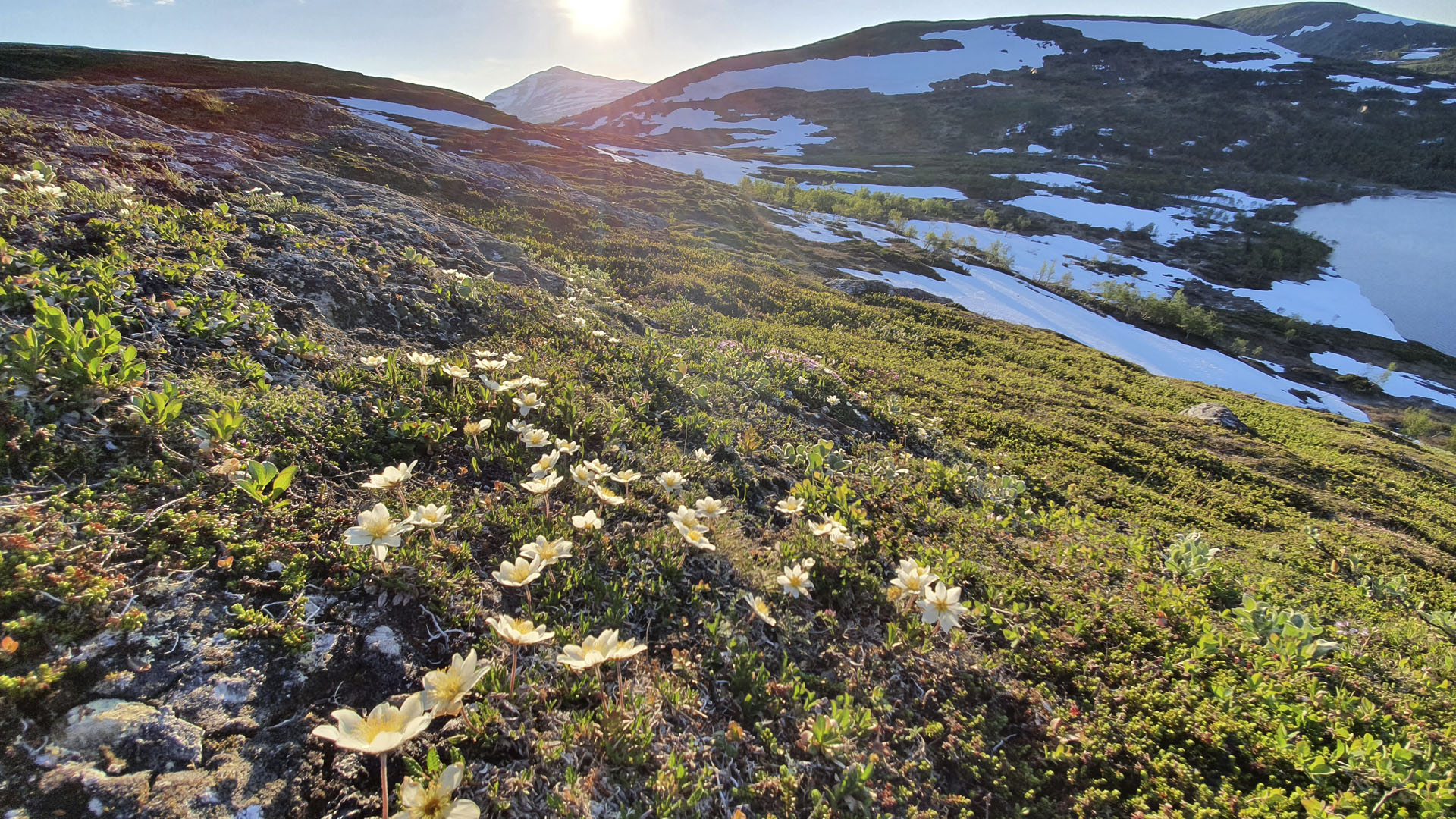 Blommor med fjälltopp i bakgrunden